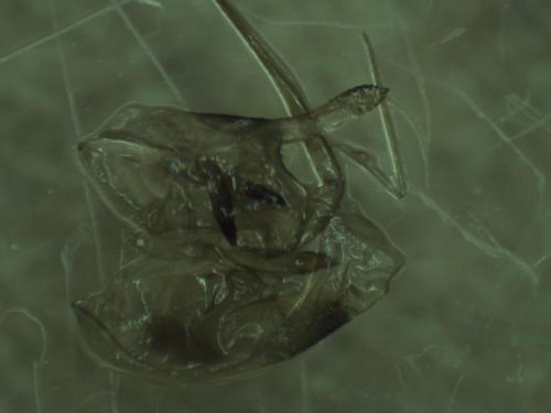 Epeolus sp.